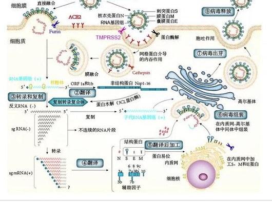 溶菌酶對新冠病毒重大科研突破!