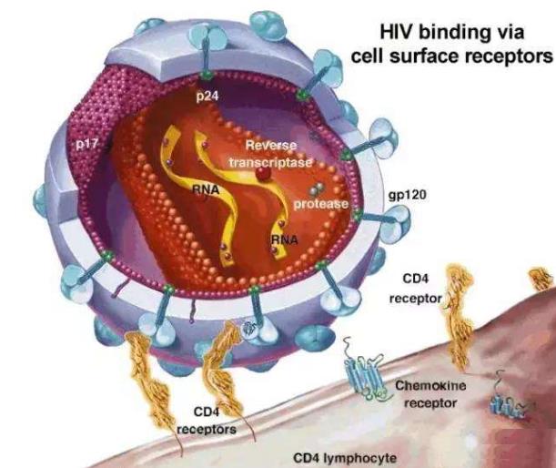 細(xì)胞中阻斷HIV病毒復(fù)制