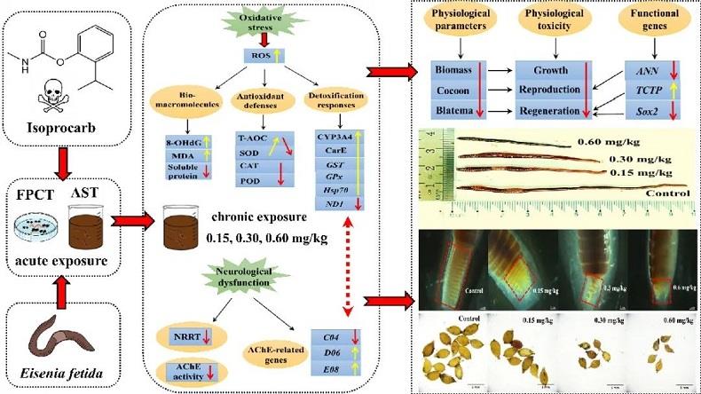 異丙威暴露對(duì)蚯蚓的致毒機(jī)制及毒理效應(yīng)
