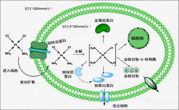 潛入敵人內(nèi)部——進入細胞.png