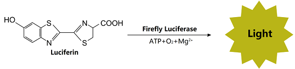 熒光素酶催化熒光素氧化發(fā)光