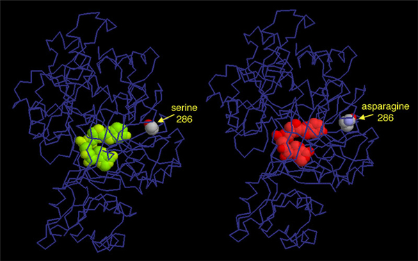 structure of luciferase