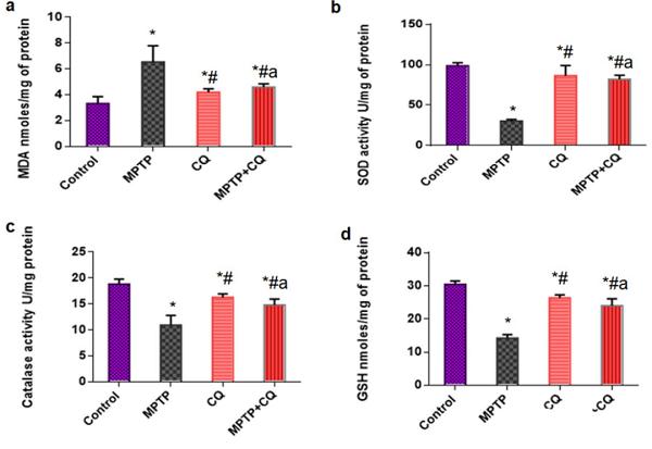 圖3 CQ緩解了MPTP誘導(dǎo)的PD小鼠的氧化應(yīng)激.png
