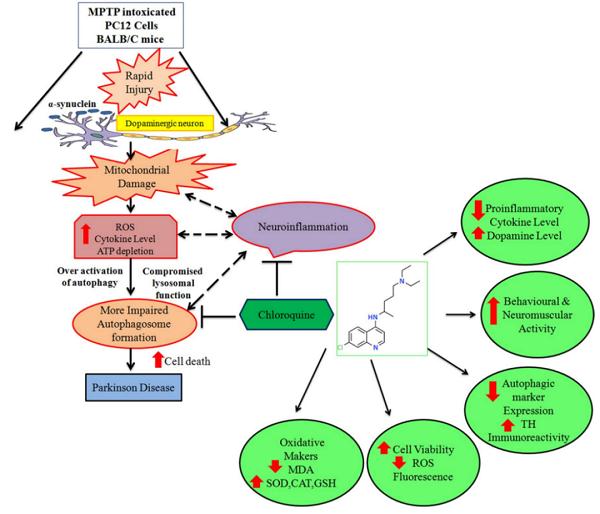 圖6 氯喹通過(guò)調(diào)節(jié)自噬和神經(jīng)炎癥在MPTP誘導(dǎo)的帕金森病發(fā)揮神經(jīng)保護(hù)作用.png
