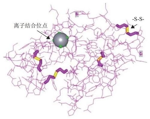 溶菌酶的結(jié)構(gòu)與功能