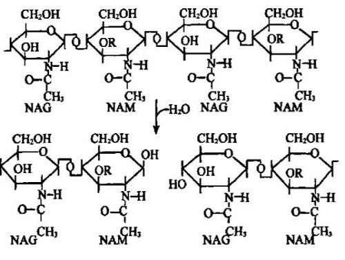 圖2   溶菌酶催化水解NAG與NAM之間的糖苷鍵.jpg
