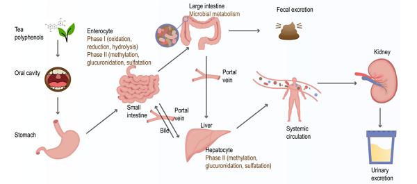茶多酚在人體中的吸收和生物轉(zhuǎn)化研究
