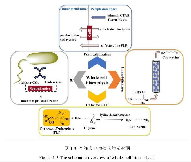 全細(xì)胞催化合成1,5-二氨基戊烷.jpg