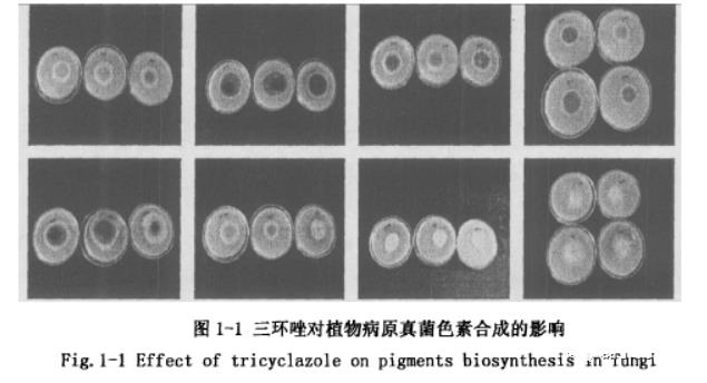 黑色素生物合成抑制劑