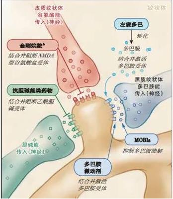 普拉克索的作用機(jī)制