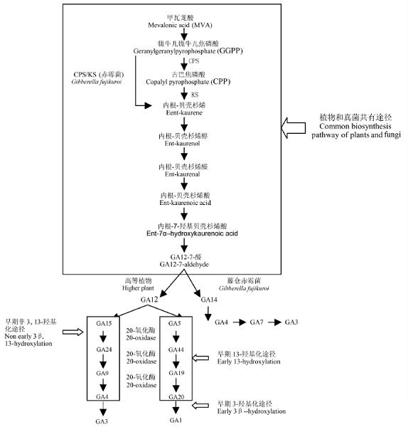 赤霉素的生物合成、作用機(jī)理及應(yīng)用