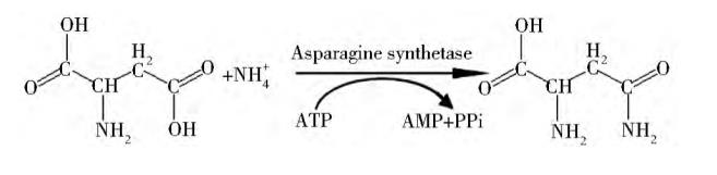 圖1 L-天冬酰胺的生物合成