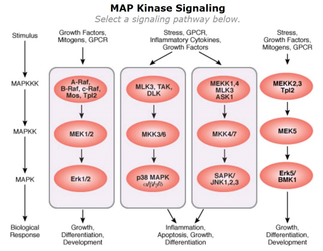 MAPK/AP-1關(guān)鍵炎性反應(yīng)信號(hào)