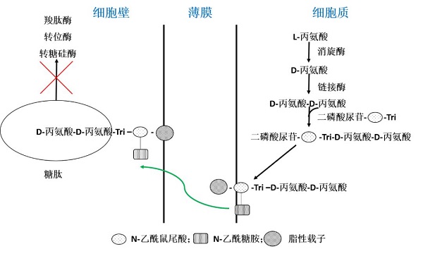 替考拉寧的作用機(jī)制