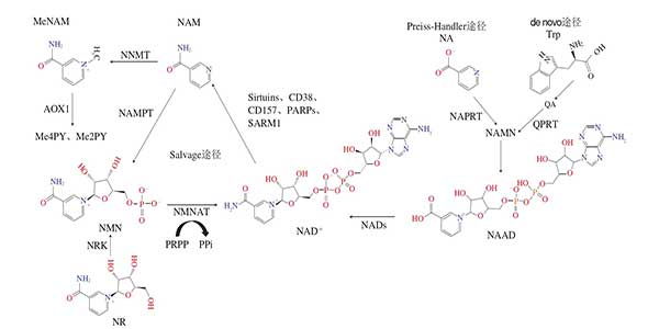 NMN的代謝生化途徑.jpg