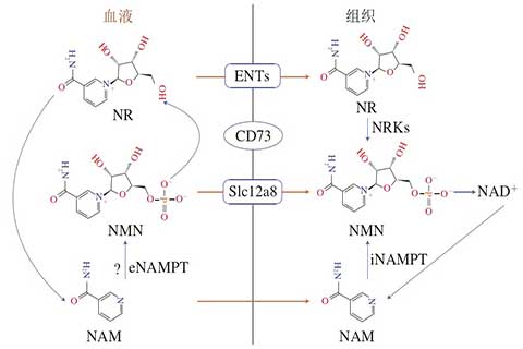 NMN進入細胞內(nèi)的不同途徑.jpg