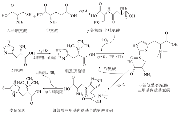 EGT在分枝桿菌中的生物合成路徑