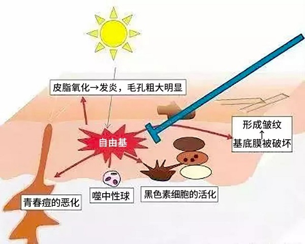 對活性氧有抑制作用