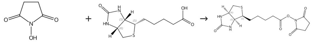 (+)生物素-N-琥珀酰亞胺基酯的合成