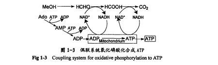 5'-三磷酸腺苷合成法2.png