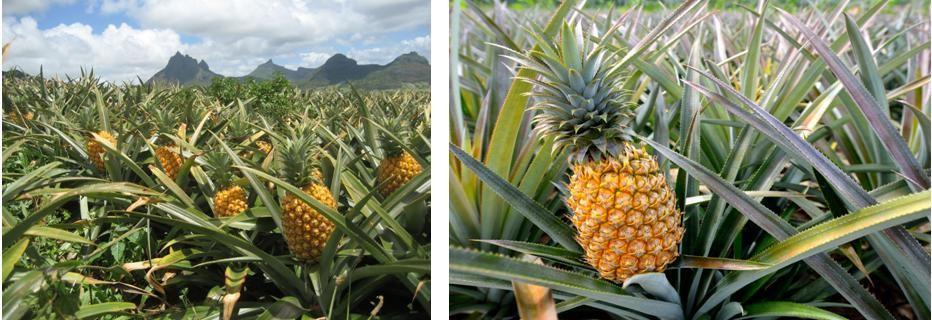 Figure 1. Young pineapple fruits between leaves suggested tosecrete bromelain