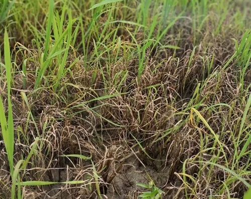 敵稗除草效果