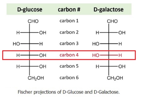 D-Galactose 