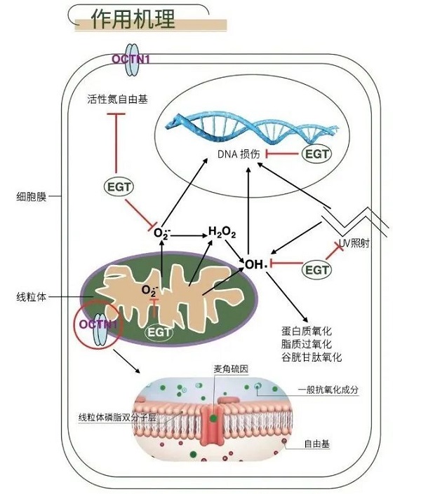 麥角硫因是什么？有什么作用？