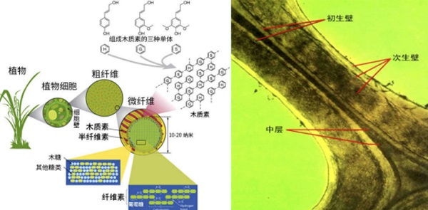 木質(zhì)素在植物體內(nèi)的部位