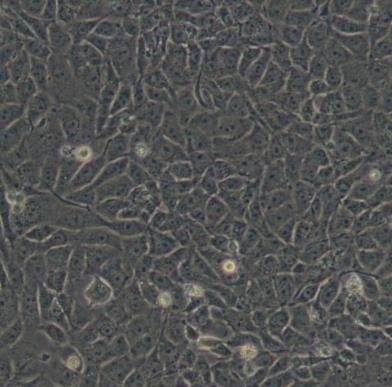 Rat Hepatic Parenchymal Cells（大鼠肝實(shí)質(zhì)細(xì)胞）.png