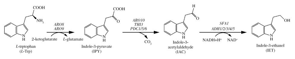 色氨酸代謝制得色醇途徑