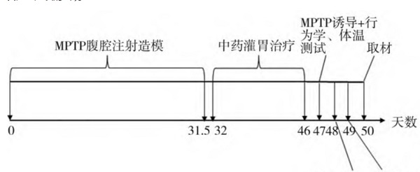 MPTP誘導(dǎo)帕金森模型 分組