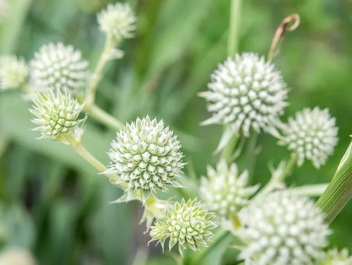 Thistle