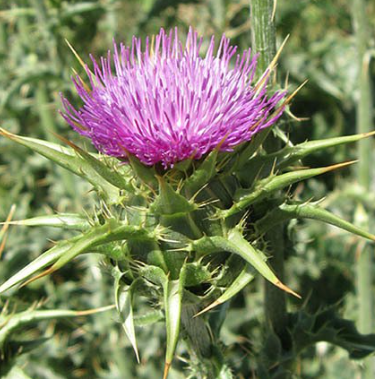 Thistle