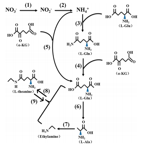 Biosynthetic and catabolic pathway of L-theanine in tea plant.