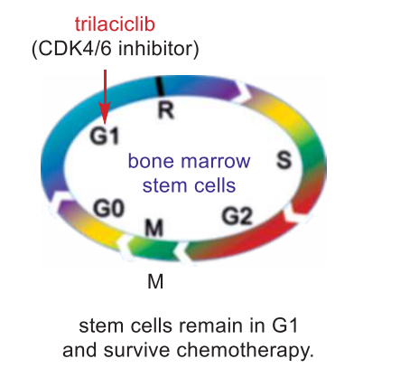 trilaciclib