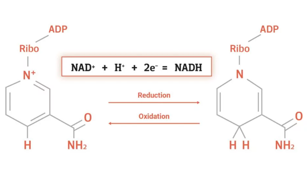 Oxidation and reduction of β-Nicotinamide adenine dinucleotide