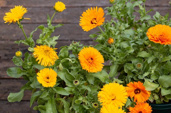 金盞花(CALENDULA OFFICINALIS)花提取物