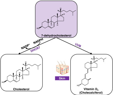 precursor of cholesterol