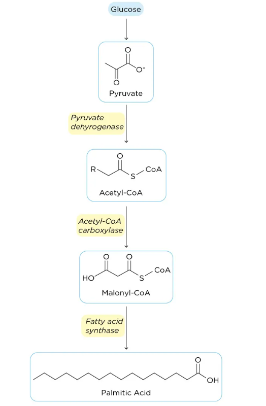 Fatty Acid synthesis