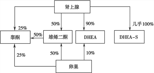 雄烯二酮