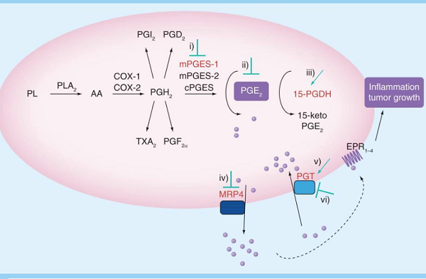 Prostaglandin E2 