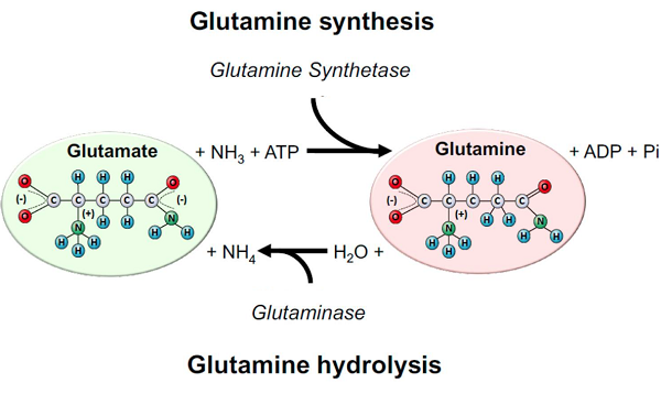 Boc-D-Glutamine