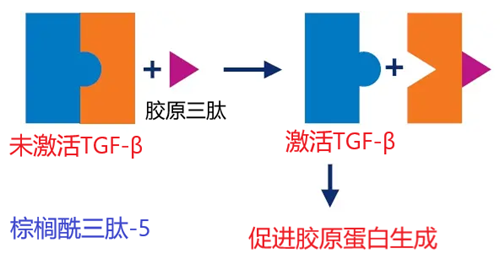 圖1 棕櫚酰三肽-5的作用機(jī)理