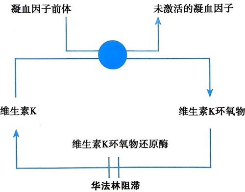 華法林作用機(jī)制