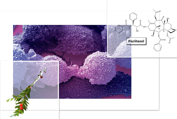 Paclitaxel