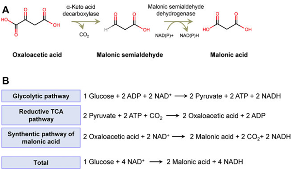 Malonic acid