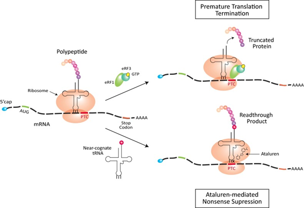 The mechanism of action of Ataluren