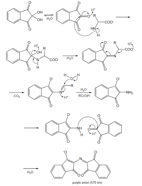 Reaction mechanism of Ninhydrin hydrate