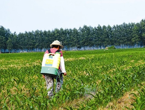 玉米田除草